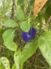Clitoria ternatea