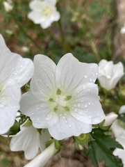 Malva preissiana