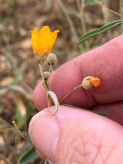 Melhania oblongifolia