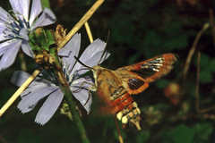 Hemaris fuciformis
