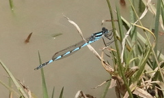 Austrolestes annulosus