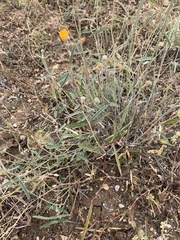 Melhania oblongifolia