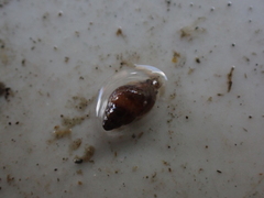 Potamopyrgus antipodarum