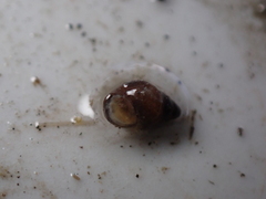 Potamopyrgus antipodarum