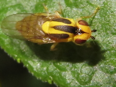Chlorops