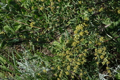 Spiraea crenata