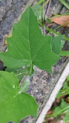 Emilia praetermissa