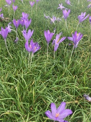 Crocus nudiflorus