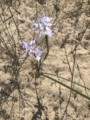 Moraea fugax