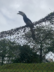 Anthracoceros albirostris