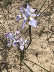 Moraea fugax