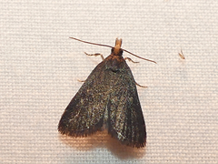 Loxostegopsis merrickalis