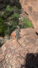 Ctenophorus modestus