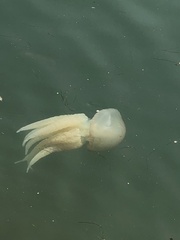 Catostylus tagi