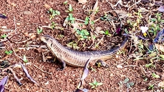 Broadleysaurus major