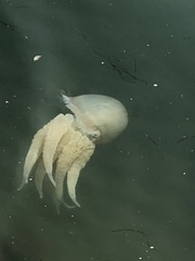 Catostylus tagi