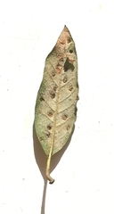 Aceria ilicis