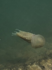 Catostylus tagi