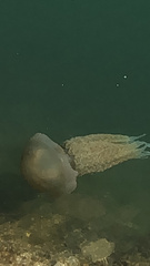 Catostylus tagi
