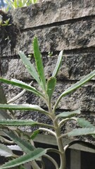 Kalanchoe × houghtonii