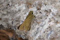 Pelopidas mathias