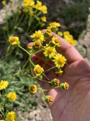 Senecio brigalowensis