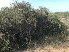 Gymnosporia buxifolia