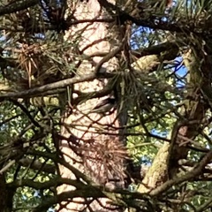 Aegithalos caudatus