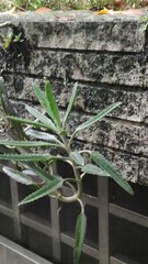 Kalanchoe × houghtonii