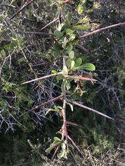 Gymnosporia buxifolia