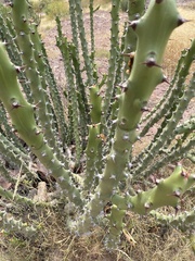 Euphorbia caducifolia