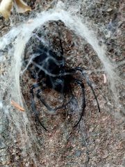 Nephilingis cruentata