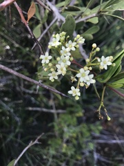 Gymnosporia buxifolia