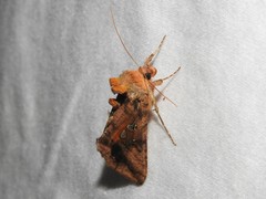 Autographa bimaculata