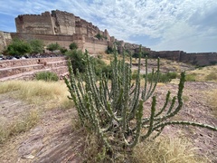 Euphorbia caducifolia