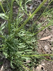 Senecio brigalowensis
