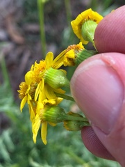 Senecio brigalowensis