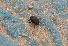 Chrysolina aurichalcea