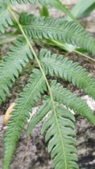 Christella acuminata