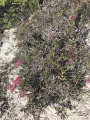 Limonium peregrinum