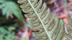 Christella acuminata