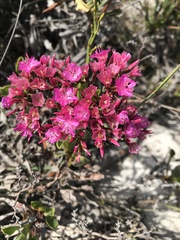 Limonium peregrinum