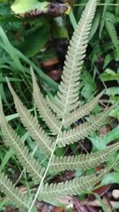 Christella acuminata