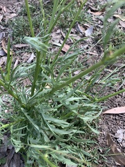 Senecio brigalowensis