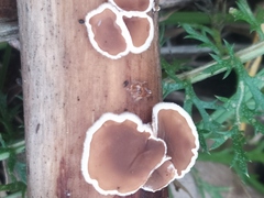 Schizophyllum amplum