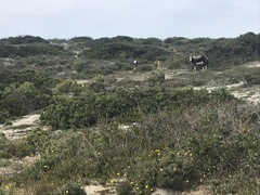 Damaliscus pygargus pygargus