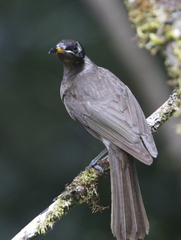 Bolemoreus frenatus