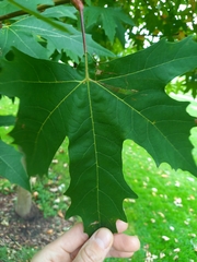 Acer platanoides