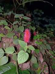 Acalypha pendula