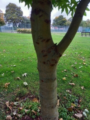 Acer platanoides